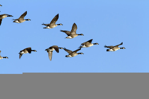 Flying Goose Formation Clipart Image