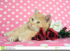 Pink Kitten Background Image