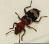 Checkered Beetle Image