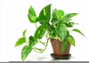 Clipart Potted Plant Image