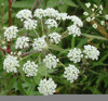 Water Hemlock Flowers Image
