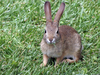 Bunny Rabbit Image