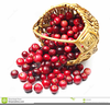 Cranberry Sauce Clipart Image
