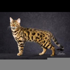 Domestic Bengal Cats Image