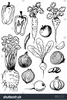Vegetables Clipart Pictures Image