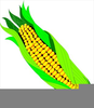 Corn Ear Clipart Image