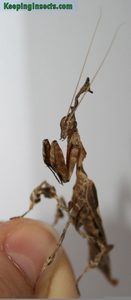 Molting Insect Image