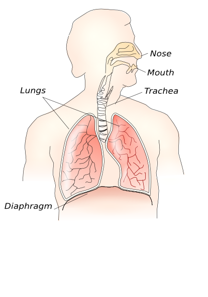 Respiratory System Clip Art at Clker.com - vector clip art online