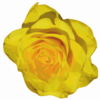 Yellow Rose Clip Art