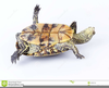 Upside Down Turtle Clipart Image