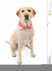 Yellow Lab Clipart Image
