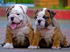 English Bulldog Puppies Image