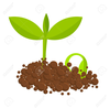 Clipart Seeds And Plants Image