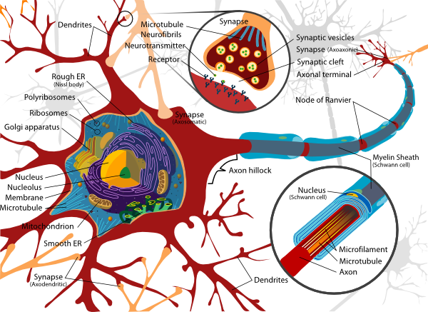 Complete Neuron Cell Diagram En Clip Art at Clker.com - vector clip art