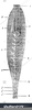 Leech Dissection Clipart Image