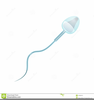 Sperm Cell Clipart Image