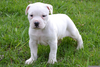 Puppy American Bulldog Image