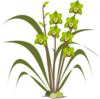 Cymbidium Clip Art