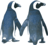 Penguins Clip Art