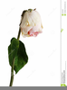 Free Clipart Flower Wilted Image