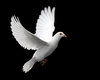 Dove Flying Image