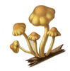 Fungus Clipart Image