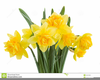 Free Daffodil Clipart Image