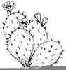 Cactus Line Drawing Image