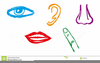 Five Senses Cartoon Clipart Image