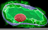 Lymphocyte Cell Organelles Image