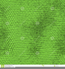 Snake Skin Clipart Image