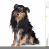 Sheltie Web Clipart Image