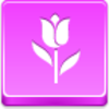 Free Pink Button Tulip Image