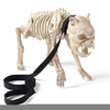Dog Skeleton Image Image