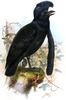 Umbrellabird Image