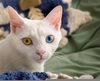 Chimera Genetics Cat Image