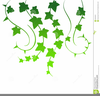 Free Clipart Leaves And Vines Image