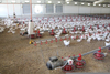Factory Farm Chicken Image