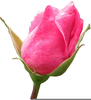 Clipart Red Rose Bud Image