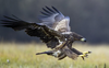 Cool Eagle Pictures Image