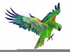 Parrots Clipart Image