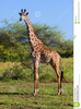 Free African Animals Clipart Image