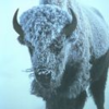 Bison Icon Image