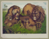 The Lion Family Clip Art