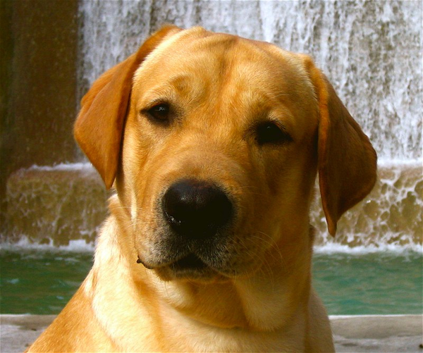 Yellow Lab | Free Images at Clker.com - vector clip art online, royalty