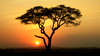 African Tree Sunset Image