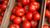 Tomatoes Image