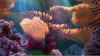Nemo Coral Reef Image