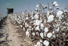 Cotton Plant Harvesting Image