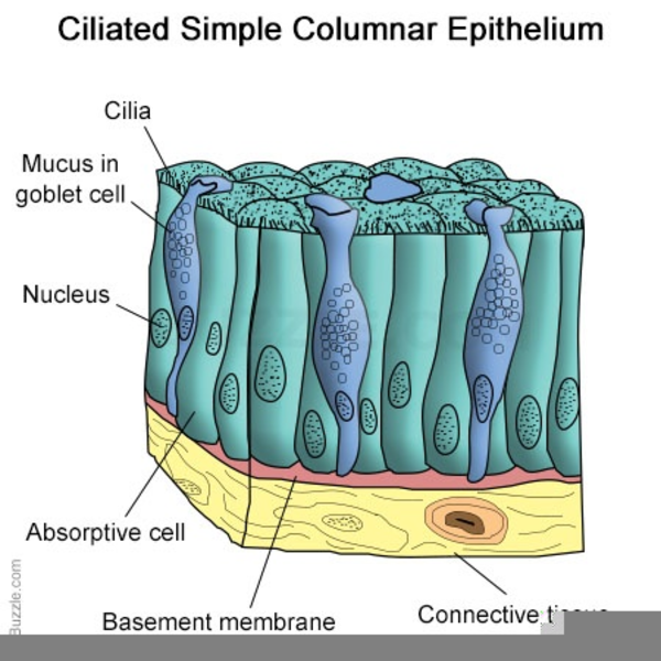 Albums 101+ Images which structure is lined by a ciliated epithelium? Stunning